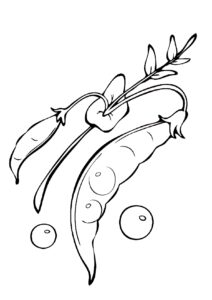 Bezelye Boyama Sayfası Indir