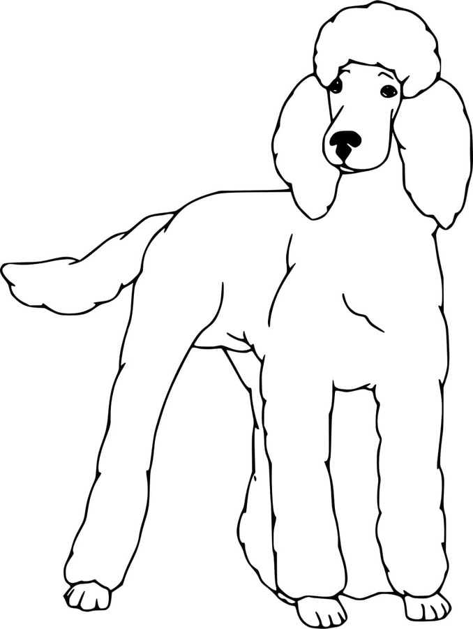 Kaniş Köpek Boyama Sayfası