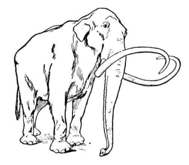 Mamut Boyama Sayfası