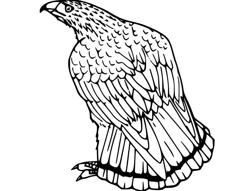 Kartal Boyama Sayfası
