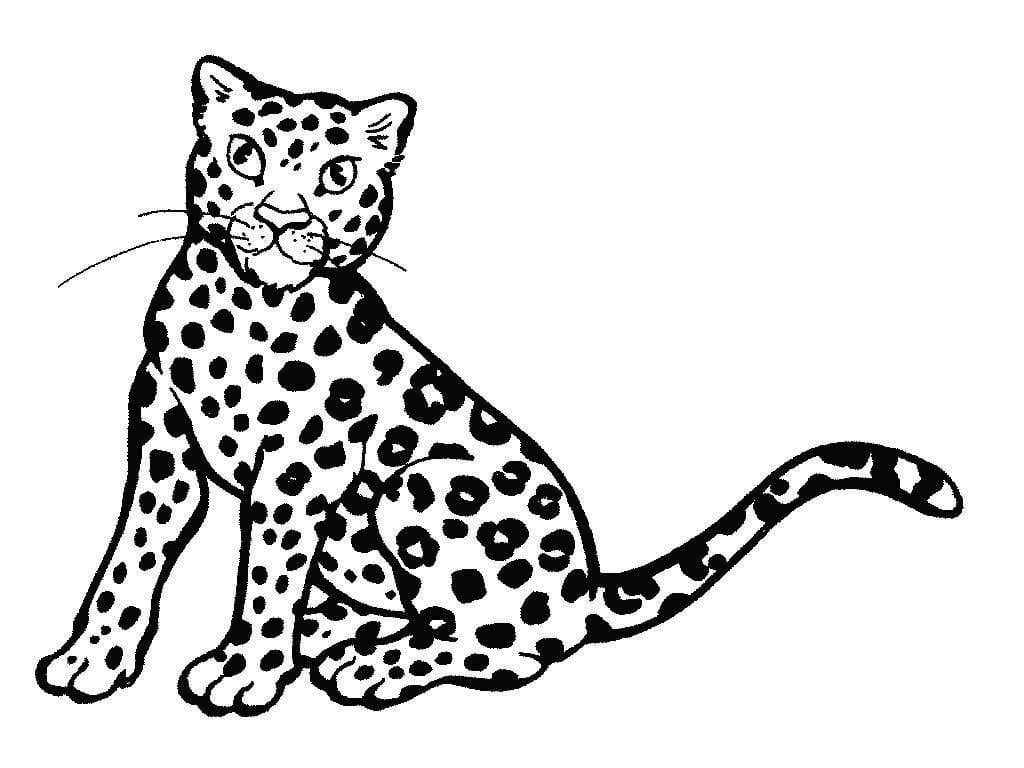 Oturan Leopar Boyama Sayfası