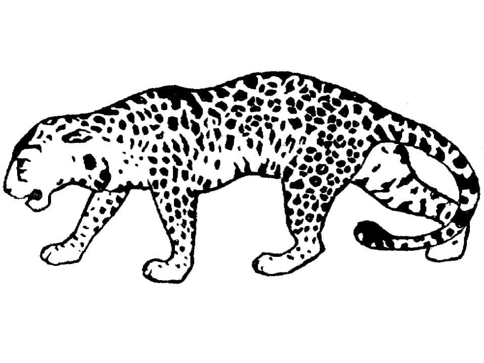 Yürüyen Leopar Boyama Sayfası