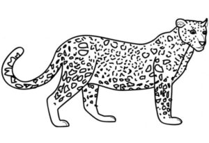 Leopar İndir