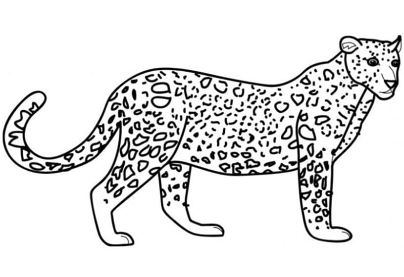 Leopar Boyama Sayfası