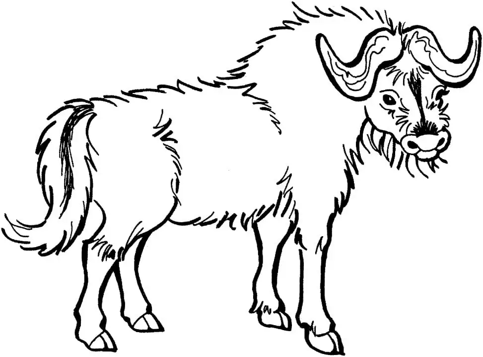 Yak Boyama Sayfası