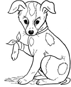 Yaylı Köpek 1 İndir